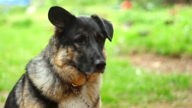 Süper 35mm kamera - yalnız köpek dikkatini çekmek için özlem