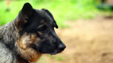 Süper 35mm kamera - yalnız köpek dikkatini çekmek için özlem