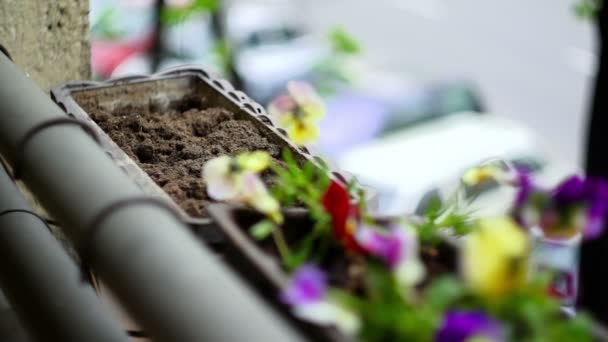 Super 35mm câmera - plantando flores stock vídeo — Vídeo de Stock