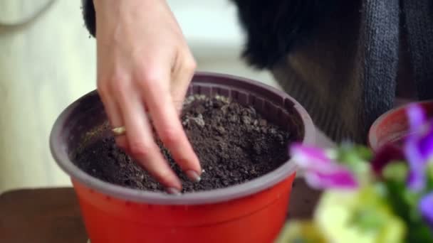 Cámara Super 35mm - plantación de flores — Vídeo de stock