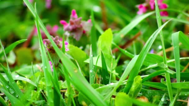 Super 35mm camera - Colorful flowers and grass — Stock videók