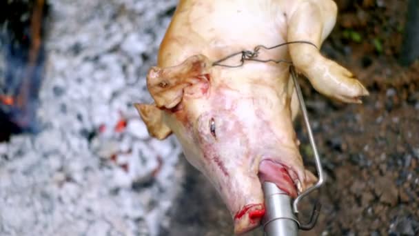 Roasting of a pig on a spit — Stock Video