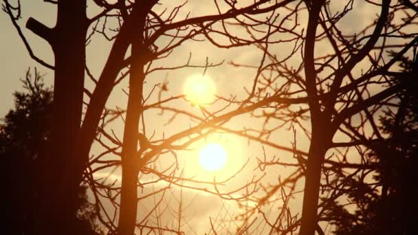 SUPER 35MM CAMERA - linda timelapse crepúsculo filmado através dos ramos — Vídeo de Stock