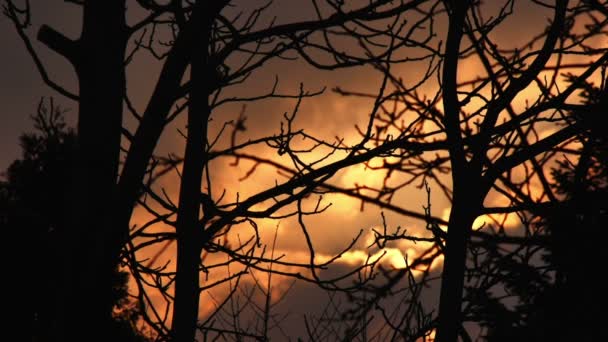 SUPER 35MM CAMERA - beautiful dusk timelapse filmed through the branches — Stock Video