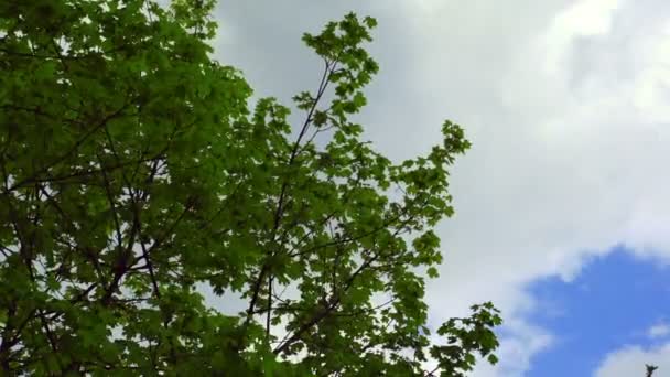 Σούπερ φωτογραφική μηχανή 35mm - άσπρα σύννεφα, περνώντας πάνω από ένα δέντρο κατά την άνοιξη — Αρχείο Βίντεο