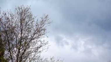 ilkbaharda çiçek açan süper 35 mm kamera - kiraz ağacı çiçek