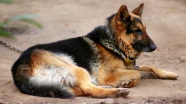 Süper 35mm kamera - yalnız köpek dikkatini çekmek için özlem