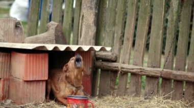 Süper 35mm kamera - yalnız köpek dikkatini çekmek için özlem arka bahçede Zincirli