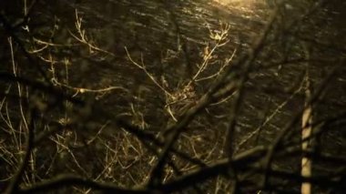 Sony FS-100 - snowing in the city at night. Black's aren't crushed