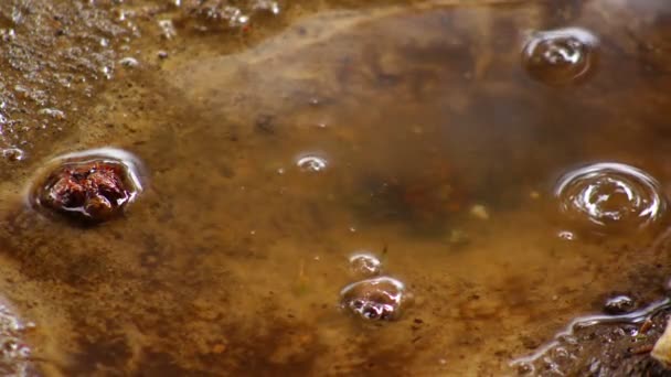 SUPER 35MM CÁMARA - Barro y lluvia en el patio trasero — Vídeos de Stock