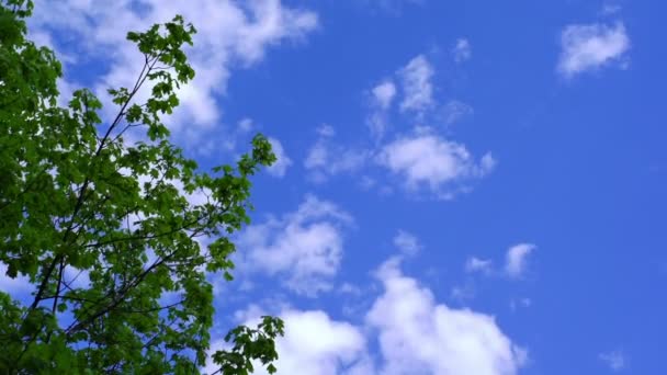 Σούπερ φωτογραφική μηχανή 35mm - άσπρα σύννεφα, περνώντας πάνω από ένα δέντρο κατά την άνοιξη — Αρχείο Βίντεο