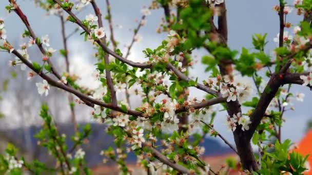 Câmera super 35mm - Flor de cerejeira florescendo na primavera — Vídeo de Stock