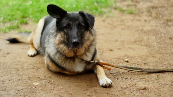 Süper 35mm kamera - yalnız köpek dikkatini çekmek için özlem — Stok video