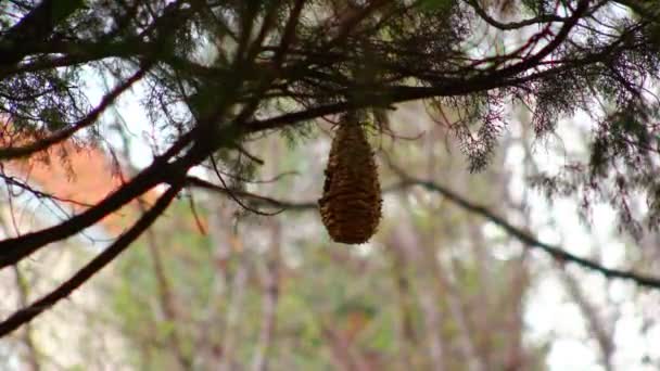 Σούπερ 35 χιλιοστά φωτογραφική μηχανή - birdhouse — Αρχείο Βίντεο