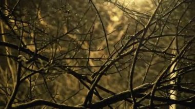 Sony FS-100 - snowing in the city at night. Black's aren't crushed