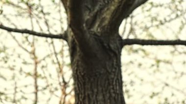 yedi yıllık doğada sallanan şirin kız