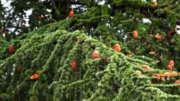 Macchina fotografica Super 35mm rami di pino che si muovono lentamente — Video Stock