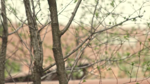 Blonde volwassen vrouwen zwaaien in de natuur en genieten van — Stockvideo