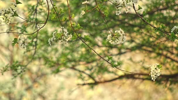 Cherry tree swaying in the sun — Stock Video