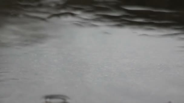 Σταγόνες βροχής στάζει σε μια λακκούβα - αργή κίνηση — Αρχείο Βίντεο