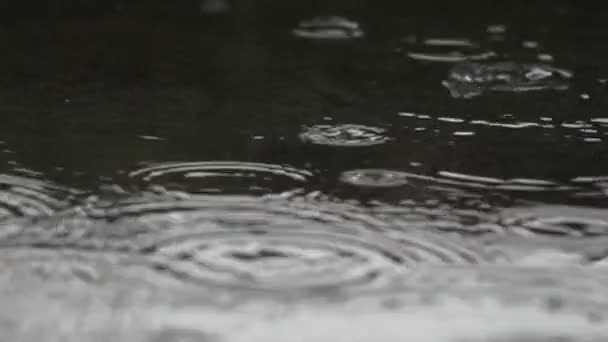 Gotas de chuva pingando em uma poça - câmera lenta — Vídeo de Stock