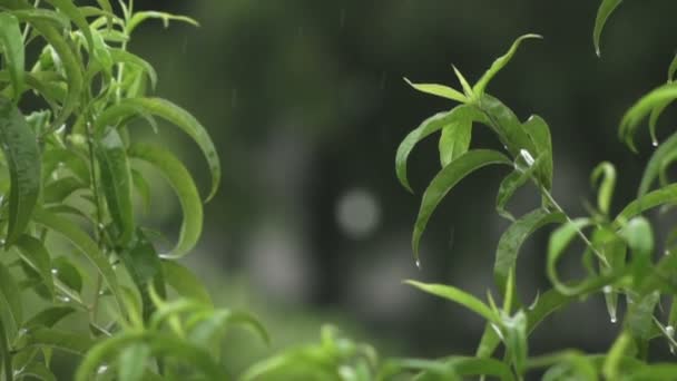 Caméra 35mm - Pluie dans la ville, à travers les arbres et les branches — Video