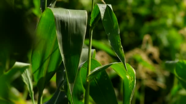 Lassú mozgás kert fúj a szél - kukoricát és zöldséget — Stock videók