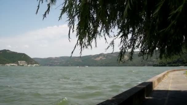 Danube river and willow tree with wind blowing wildly — стокове відео