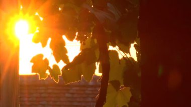 Süper 35mm kamera - huzur ateş şubeleri aracılığıyla