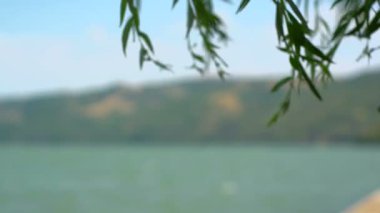 Romanya sınırına doğru donji milanovac Tuna yuvasından huzurlu göz