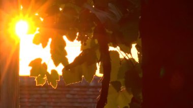 Süper 35mm kamera - huzur ateş şubeleri aracılığıyla