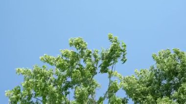 Süper 35mm kamera - uzun ağaçlar büyük bir grup