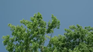 Süper 35mm kamera - uzun ağaçlar büyük bir grup