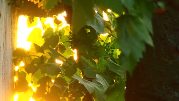 Super 35mm camera - tranquil shoot of wine leaves and sun — Stock videók