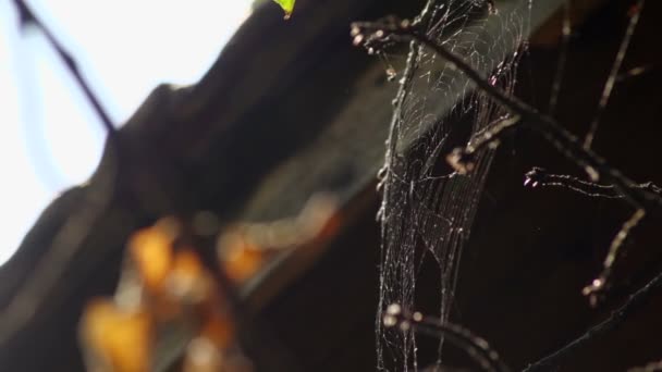 35mm camera - Spider web swaying in the wind — Stock videók