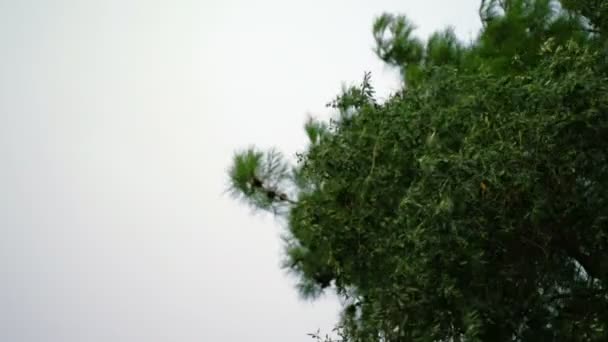 Špatného počasí těsně před deště bouře — Stock video