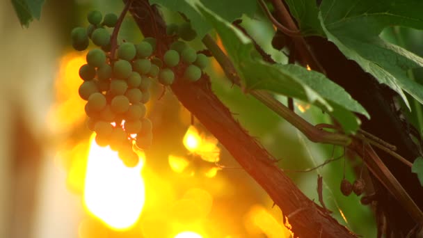 Câmera de 35mm super - sessão de tranquilidade de uvas e sol — Vídeo de Stock