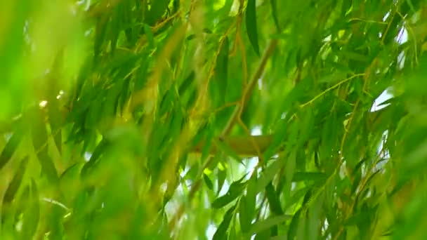 移动 wildy 风中的柳树树 — 图库视频影像