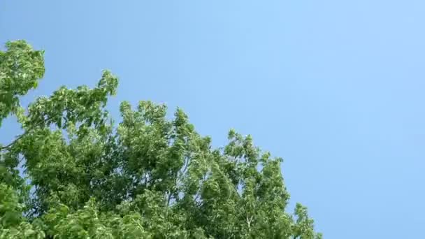 Super 35mm camera - grote groep van bomen — Stockvideo