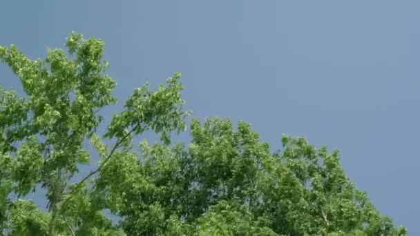 Super 35mm camera - grote groep van bomen — Stockvideo