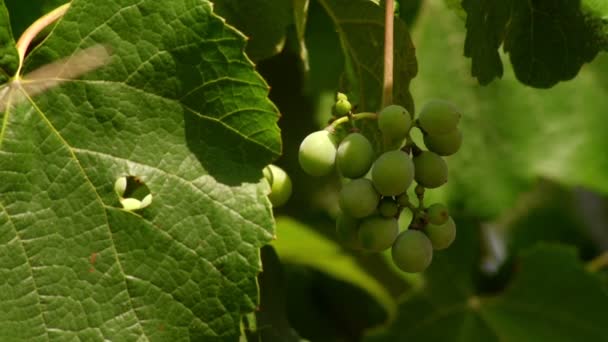 Виноград против света — стоковое видео