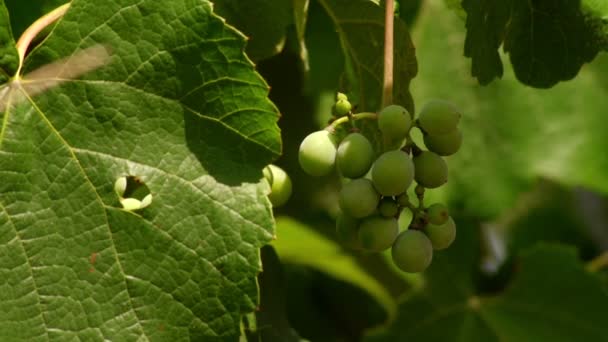 Uvas contra la luz — Vídeos de Stock