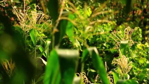 Jardín de cámara lenta con soplado de viento - maíz y verduras — Vídeos de Stock