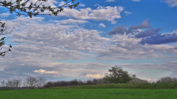 Prati verdi e rigogliosi di grano giovane - erba verde con cielo e nuvole — Video Stock