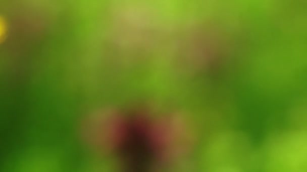 Mouvement à la main à travers l'herbe 