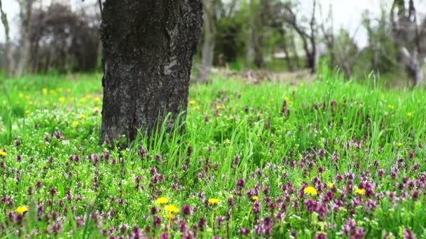 Bahar zaman rüzgarlı çiçeği. — Stok video