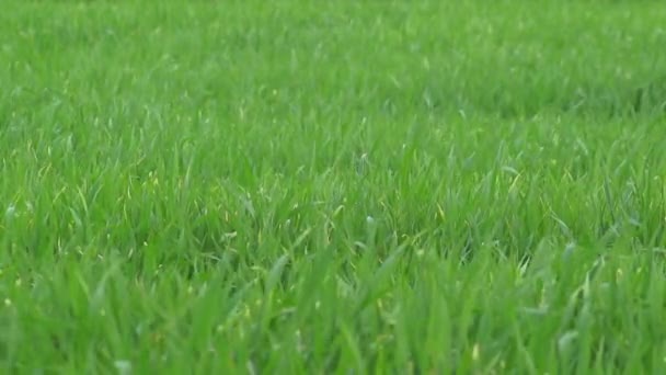 Grass in het voorjaar op een winderige dag in slow motion — Stockvideo