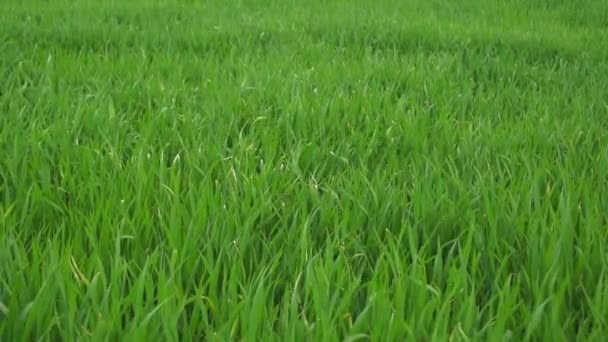 Herbe au printemps par une journée venteuse au ralenti 