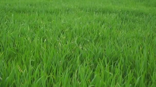 Grass in the spring on a windy day in slow motion — Stock Video