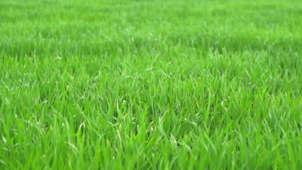 Herbe au printemps par une journée venteuse au ralenti 